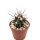 Ferocactus pottsii x rectispinus F2