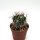 Ferocactus fordii x (gracilis x wislizeni)
