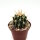 Ferocactus schwarzii Cerra Colorado, Sinaloa, Mexiko