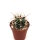 Ferocactus acanthodes ssp. eastwoodiae X gracilis