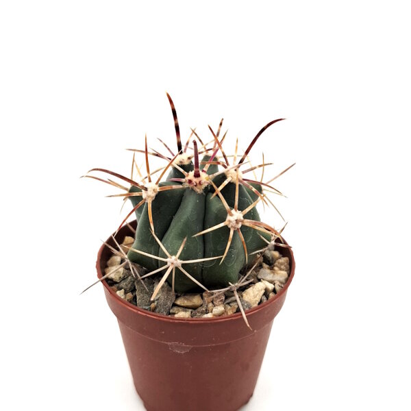 Ferocactus fordii Colonia Emiliano Zapata II, Baja california S&uuml;d, Mexiko