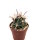 Ferocactus fordii Colonia Emiliano Zapata II, Baja california S&uuml;d, Mexiko