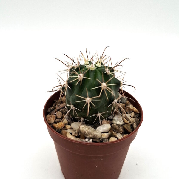 Ferocactus fordii Morro Santo Domingo, BCS, Mx, Typstandort/typ location