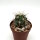 Ferocactus fordii Morro Santo Domingo, BCS, Mx, Typstandort/typ location
