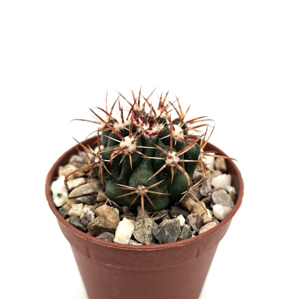 Ferocactus fordii v. De Herdt