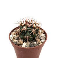 Ferocactus fordii v. De Herdt
