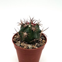Ferocactus fordii v. De Herdt