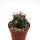 Ferocactus fordii v. De Herdt