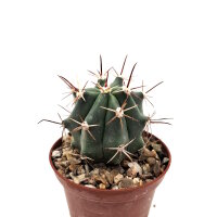 Ferocactus townsendianus Cabo San Lucas, Baja California...