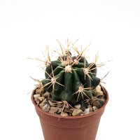 Ferocactus piliosus