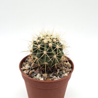 Ferocactus alamosanus subsp. reppenhagenii L 765