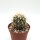 Ferocactus alamosanus subsp. reppenhagenii L 765