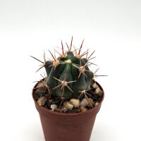 Ferocactus fordii x santa-maria F2