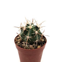 Ferocactus fordii x santa-maria F2