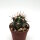 Ferocactus fordii x santa-maria F2