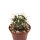 Ferocactus fordii x santa-maria F2