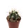Ferocactus fordii x santa-maria F2