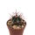 Ferocactus peninsulae ssp. viscainensis x gracilis F1