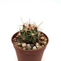 Ferocactus pottsii x acanthodes ssp. eastwoodiae