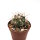 Ferocactus pottsii x acanthodes ssp. eastwoodiae