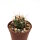Ferocactus pottsii x acanthodes ssp. eastwoodiae