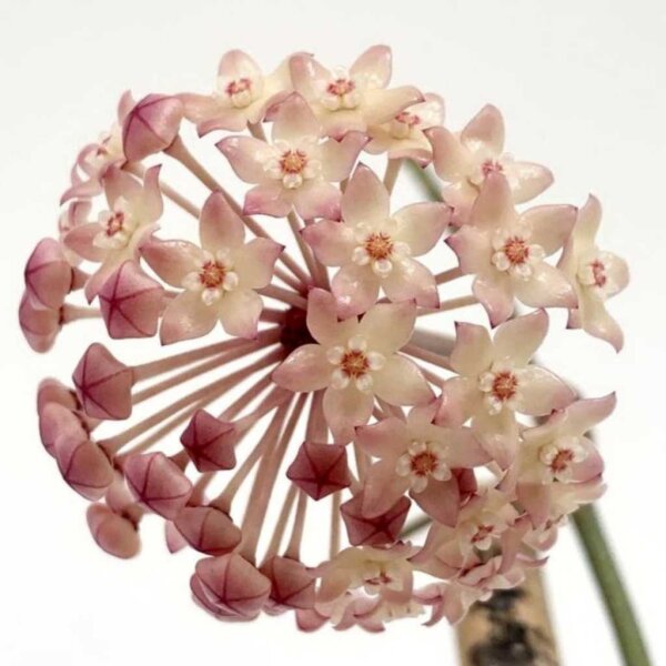 Hoya macrophylla cv. Albomarginata