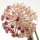 Hoya macrophylla cv. Albomarginata