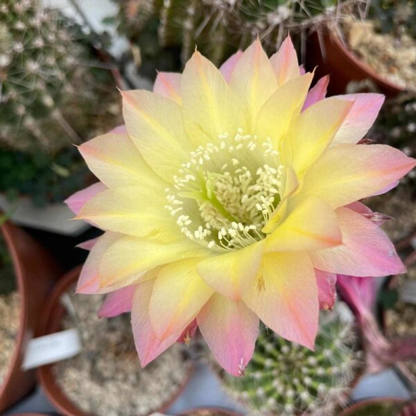 Echinopsis-Hybr. Shades of Bourne