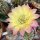 Echinopsis-Hybr. Shades of Bourne
