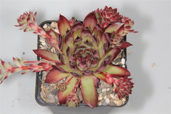 Sempervivum stenopetalum (dw)
