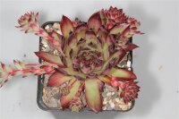 Sempervivum stenopetalum (dw)