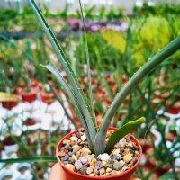 Furcraea macdougalii