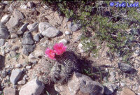 Echinocactus horizonthalonius, El Paso