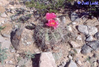 Echinocactus horizonthalonius, El Paso