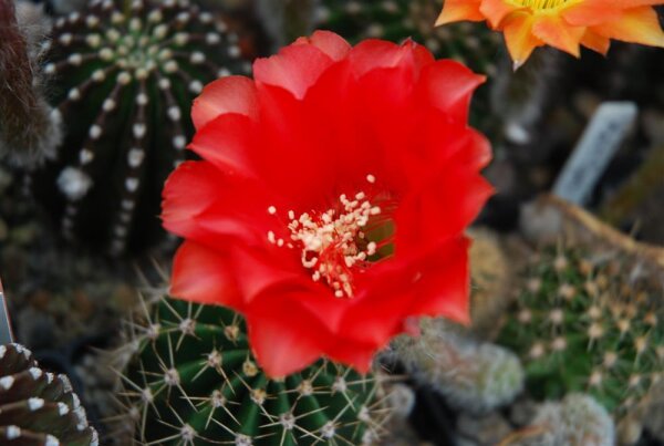 Echinopsis-Hybr., Hot Lips