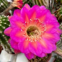 Echinopsis-Hybr., Icon