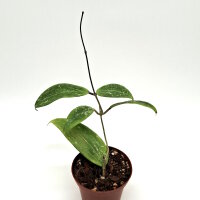 Hoya sp. Rangsan