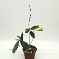 Hoya parasitica cv. Albomarginata