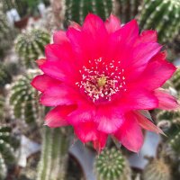 Echinopsis-Hybr. Dark Melody