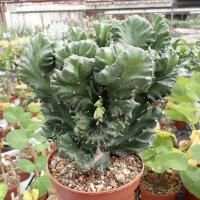 Euphorbia mayuranathani cv. Cristata