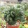 Euphorbia mayuranathani cv. Cristata