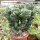 Euphorbia mayuranathani cv. Cristata