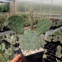 Opuntia macrocentra v. nevadensis (dw)