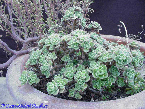 Aichryson bethencourtianum