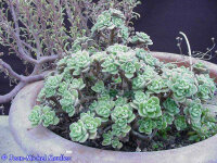 Aichryson bethencourtianum