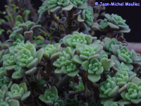 Aichryson bethencourtianum