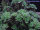 Aichryson bethencourtianum