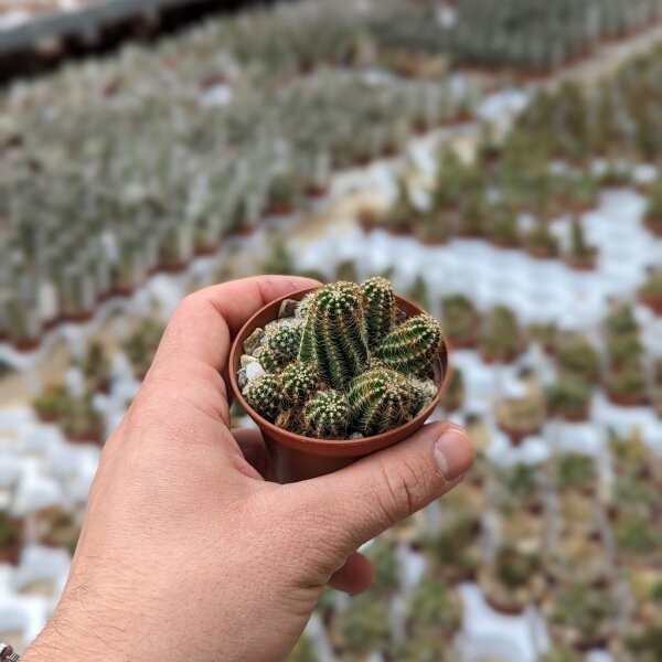 Chamaecereus silvestrii-Hybr. Goa Red