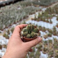 Chamaecereus silvestrii-Hybr. Goa Red