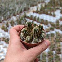 Chamaecereus silvestrii-Hybr. Goa Red